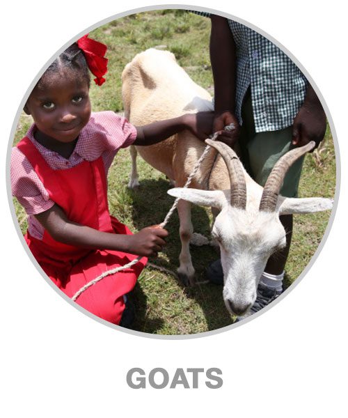 Give a goat - Haiti Donations